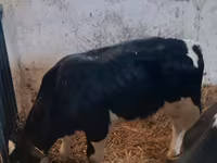 Bulle, Russian Black pied cattle — Foto 6