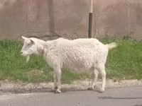 Ziege, Russian White goat — Foto 2