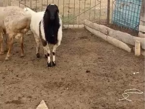 كبش, الأغنام