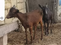 Goat, Goats — photo 1