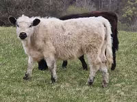 Cow, Galloway cow — photo 6