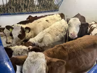 بقرة, Simmental cattle — الصورة 1