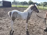 Кобила, Pinto horses — фото 1