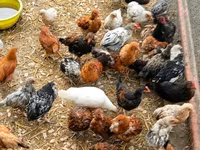 Chickens — फ़ोटो 4