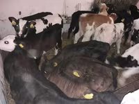 公牛, Simmental cattle — 照片 3
