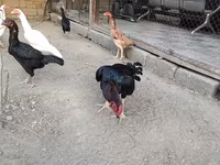 Chickens — 4-сурет