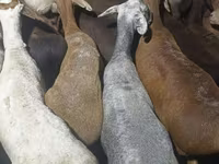 Carnero, Kazakh fat-tailed coarsewool sheep — foto 2