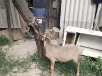 Carnero, Edilbay sheep — foto 3