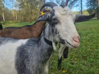 Dişi keçi, Alpine goat — foto 4