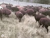 公羊, Sheep — 照片 3