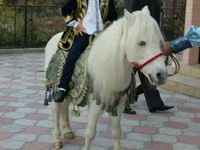 Caballo, Caballos — foto 8