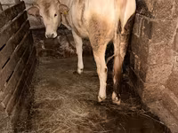 Bull, Cattle — photo 3