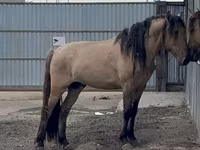 حصان, Mugalzhar horse — الصورة 3