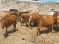 Vaca, Ganado vacuno — foto 6
