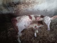 Bulle, Simmental cattle — Foto 4