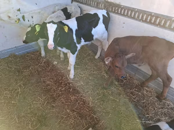 公牛, Russian Black pied cattle