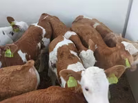 ثور, Simmental cattle — الصورة 3