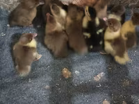 Ducks — 2-rasm