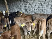 Bull, Cattle — photo 6