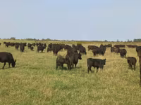 Cow, Aberdeen-Angus — photo 1