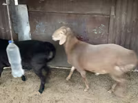 Widder, Hissar sheep — Foto 5