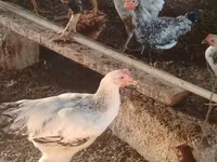 Chickens — फ़ोटो 7