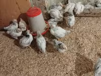 Chickens — Foto 2