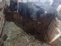 Vaca, Simmental cattle — foto 5