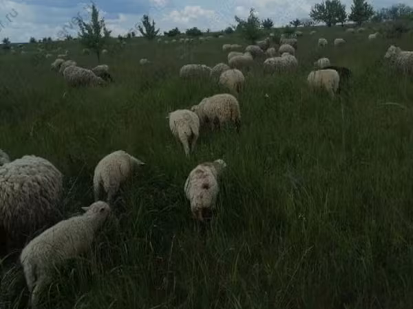 Qoç, Merino sheep