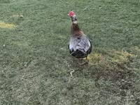 Domestic Muscovy — 3-rasm