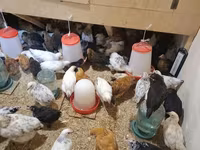 Chickens — الصورة 4