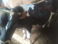 Cow, Simmental cattle — photo 4