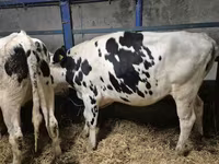Kuh, Russian Black pied cattle — Foto 3
