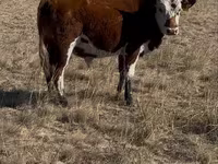 Toro, Vaca kazaja de cabeza blanca — foto 4