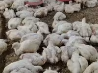 Chickens — 3-сурет