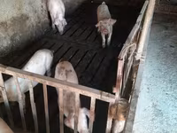 मादा सूअर, Дюрок — फ़ोटो 1