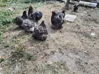 Brahma — Foto 1