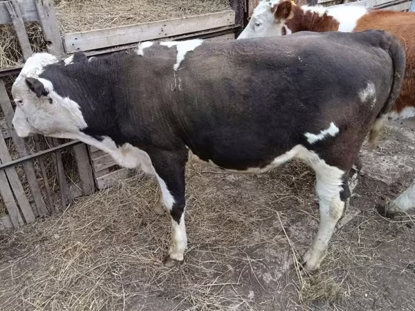 بقرة, Simmental cattle