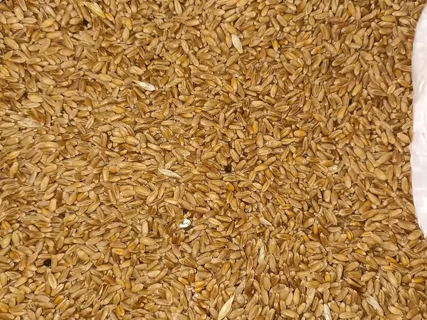 Vind griu 500 kg.