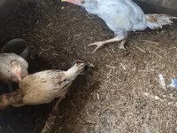 Chickens — 3-rasm