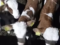 Buğa, Simmental cattle — foto 3