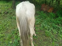 Caballo, Caballos — foto 4