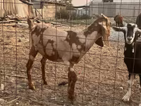 Козел, Beetal goats — фото 2