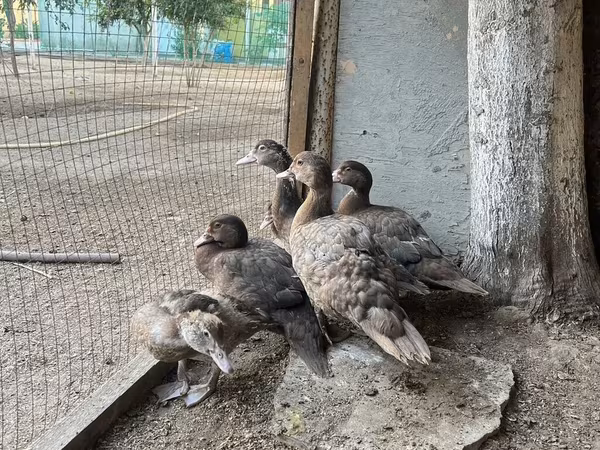 Ducks