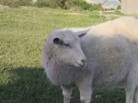 Cabra, Russian White goat — foto 2