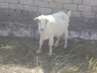 Cabra, Cabras — foto 1