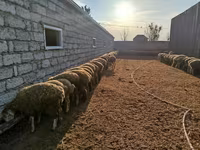 Qoyunlar (partiya, cinsi göstərilməyib), Qoyunlar — foto 3