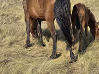 Stute, Kazakh horse — Foto 5
