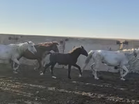 Айғыр, Kazakh horse — 1-сурет