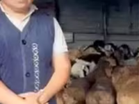 كبش, الأغنام — الصورة 3